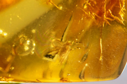 Polished Baltic amber with 2 insects inclusions 8.2ct