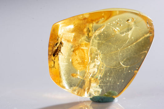 Polished Baltic amber with insect inclusion fly 4.6ct