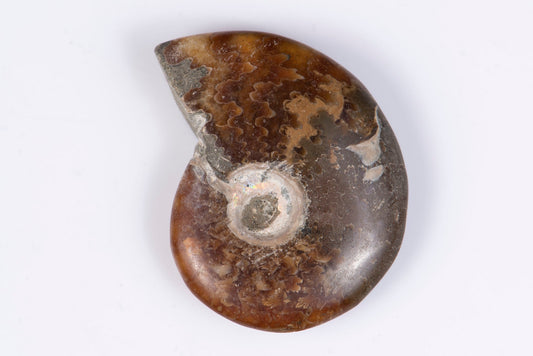 Ammonite 20g 42mm