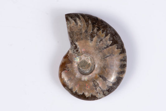Ammonite 12.8g 33mm