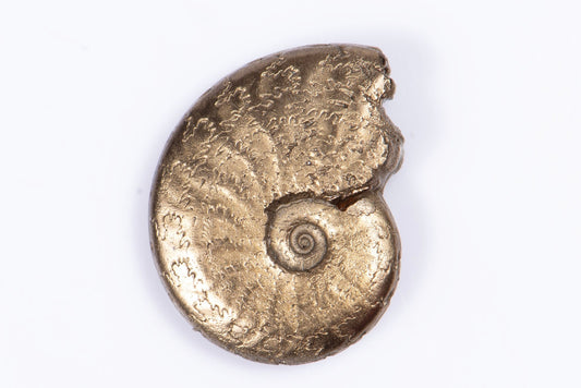 Pyritized ammonite 1.78g 15.1mm