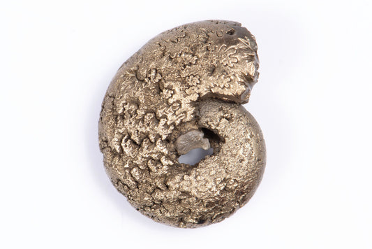 Pyritized ammonite 3.4g 17.9mm