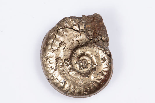 Pyritized ammonite 3.57g 17.9mm