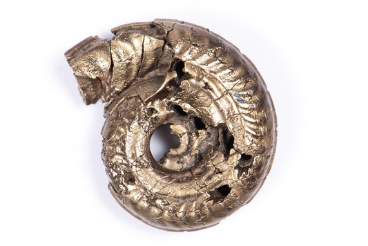 Pyritized ammonite 5.38g 24.3mm