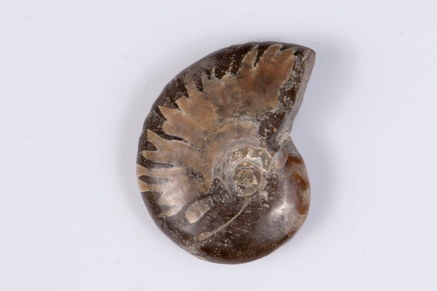 Ammonite 12.8g 33mm