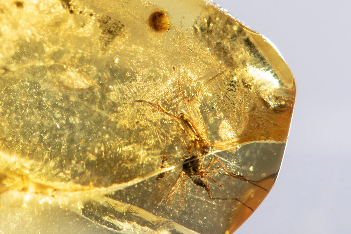 Polished Baltic amber with mosquito insect inclusion 3.2ct