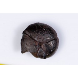 Hematite replaced ammonite (goniatite) from Morocco 3.7g 17mm