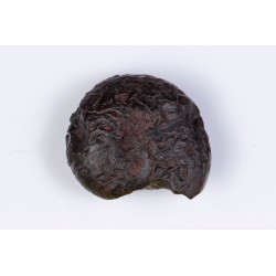 Hematite replaced ammonite (goniatite) from Morocco 3.6g 17mm