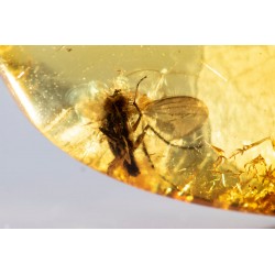 Polished Baltic amber with fly insect inclusion 5.5ct