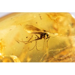 Polished Baltic amber with mosquito insect inclusion 4.5ct