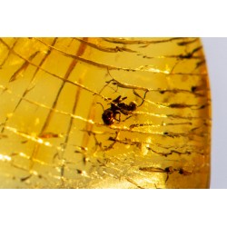Polished Baltic amber with ant insect inclusion 2.5ct