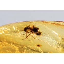 Polished Baltic amber with fly insect inclusion 1ct