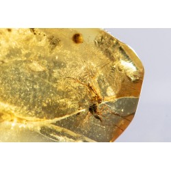 Polished Baltic amber with mosquito insect inclusion 3.2ct