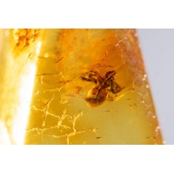 Polished Baltic amber with spider inclusion 3.4ct