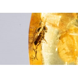 Polished Baltic amber with insect inclusion fly 4.6ct