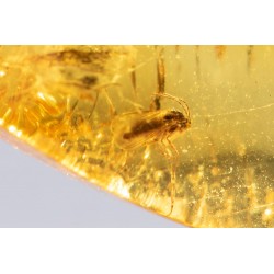 Polished Baltic amber with insect inclusion 3.6ct