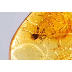Polished Baltic amber with an inclusion spider 4.1ct