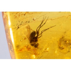 Polished Baltic amber with insect inclusion fly 5.2ct