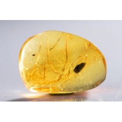 Polished Baltic amber with an inclusion 5.1ct