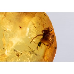 Polished Baltic amber with inclusion spider 5.8ct