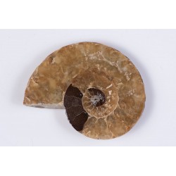 Ammonite polished half 21.2g 53mm