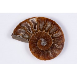 Ammonite polished half 19.5g 53mm