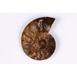 Ammonite polished half 13.6g 46mm