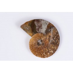 Ammonite polished half 9.7g 42mm