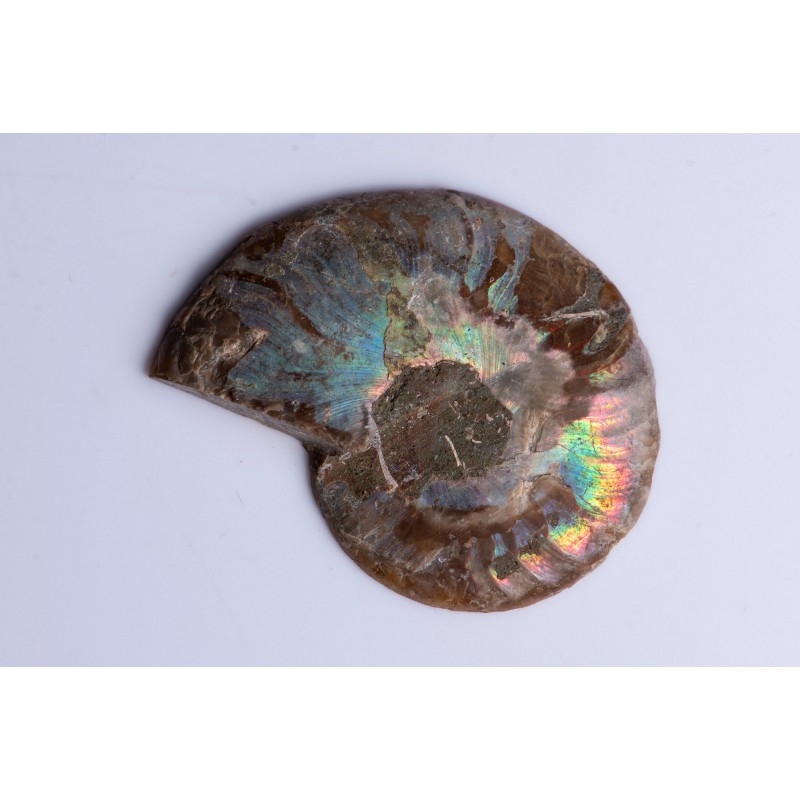 Ammonite polished half 9.1g 41mm