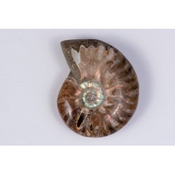 Ammonite 25.7g 41mm