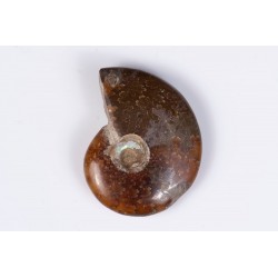 Ammonite 11.5g 34mm