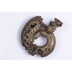 Pyrite replaced ammonite 51mm