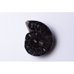 Black ammonite half 15.8g 37mm