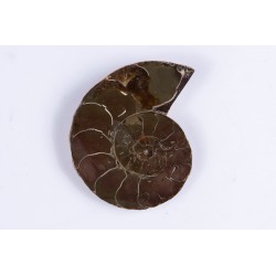 Ammonite sliced half 20g...