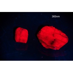 2pcs rough ruby crystals with strong fluorescence 23.9ct