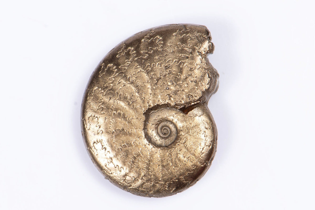 Reverse of the 1.78g pyritized ammonite, showing textured suture patterns across the whorl