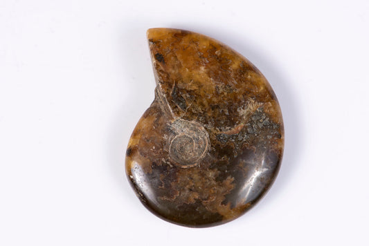 Ammonite 27.8g 46mm