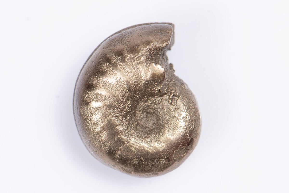 Естествен пиритизиран амонит 2.5g 13mm