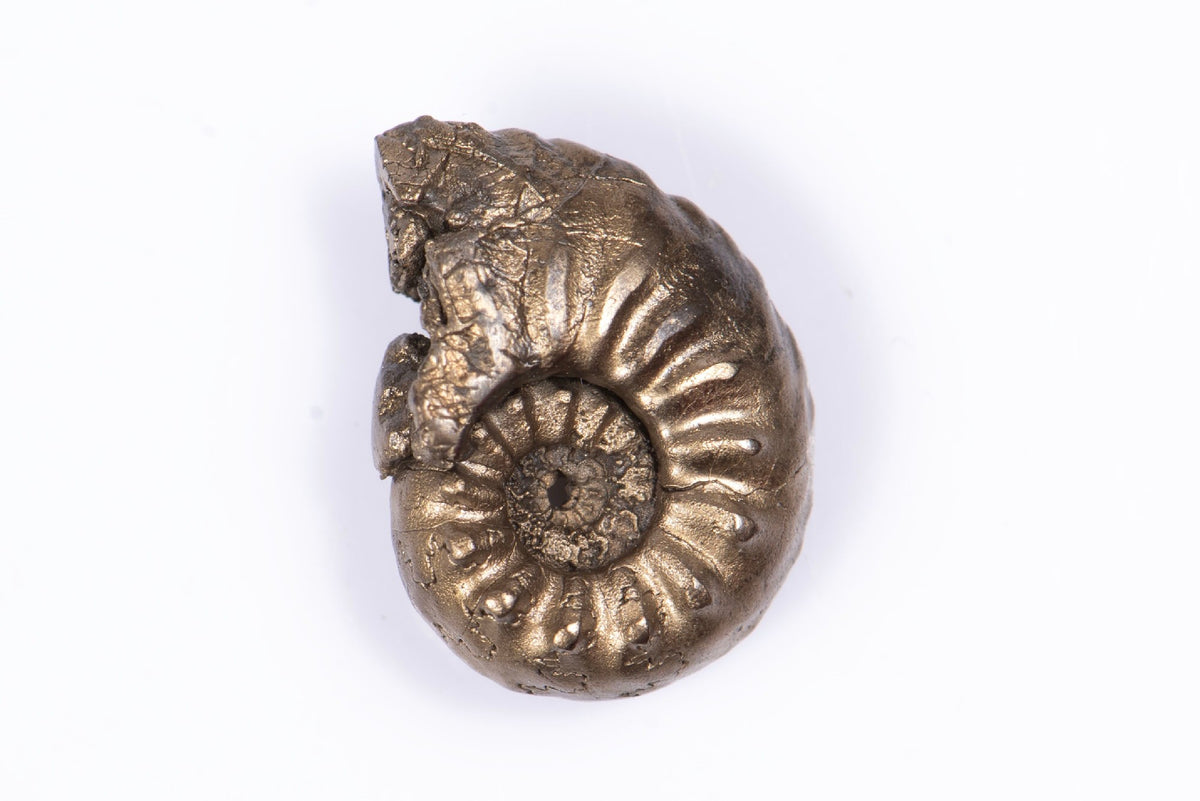 Natural Pyritized Ammonite 1.59g 14.8mm