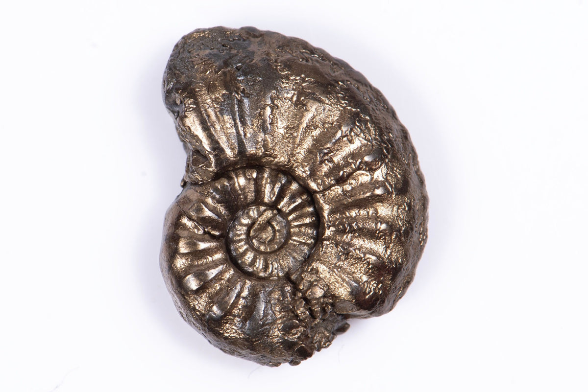 Natural Pyritized Ammonite 2.69g 19.3mm