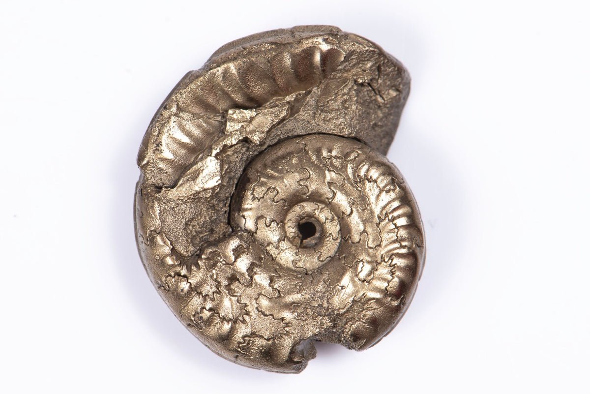 Natural Pyritized Ammonite 5.82g 23.5mm