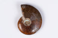 Natural ammonite fossil 11.5g 34mm rare collector specimen
