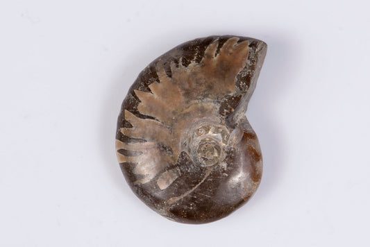 Ammonite 12.8g 33mm