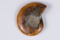 Natural ammonite fossil 15.5g 40mm rare collector specimen