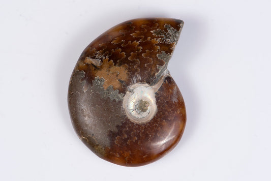 Ammonite 20g 42mm