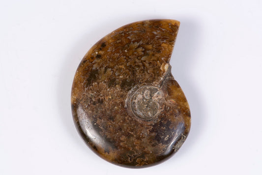 Ammonite 27.8g 46mm