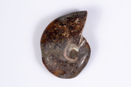 Ammonite 12.7g 36mm