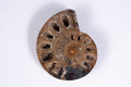 Natural ammonite fossil slice 24.2g 48.8mm rare collector specimen