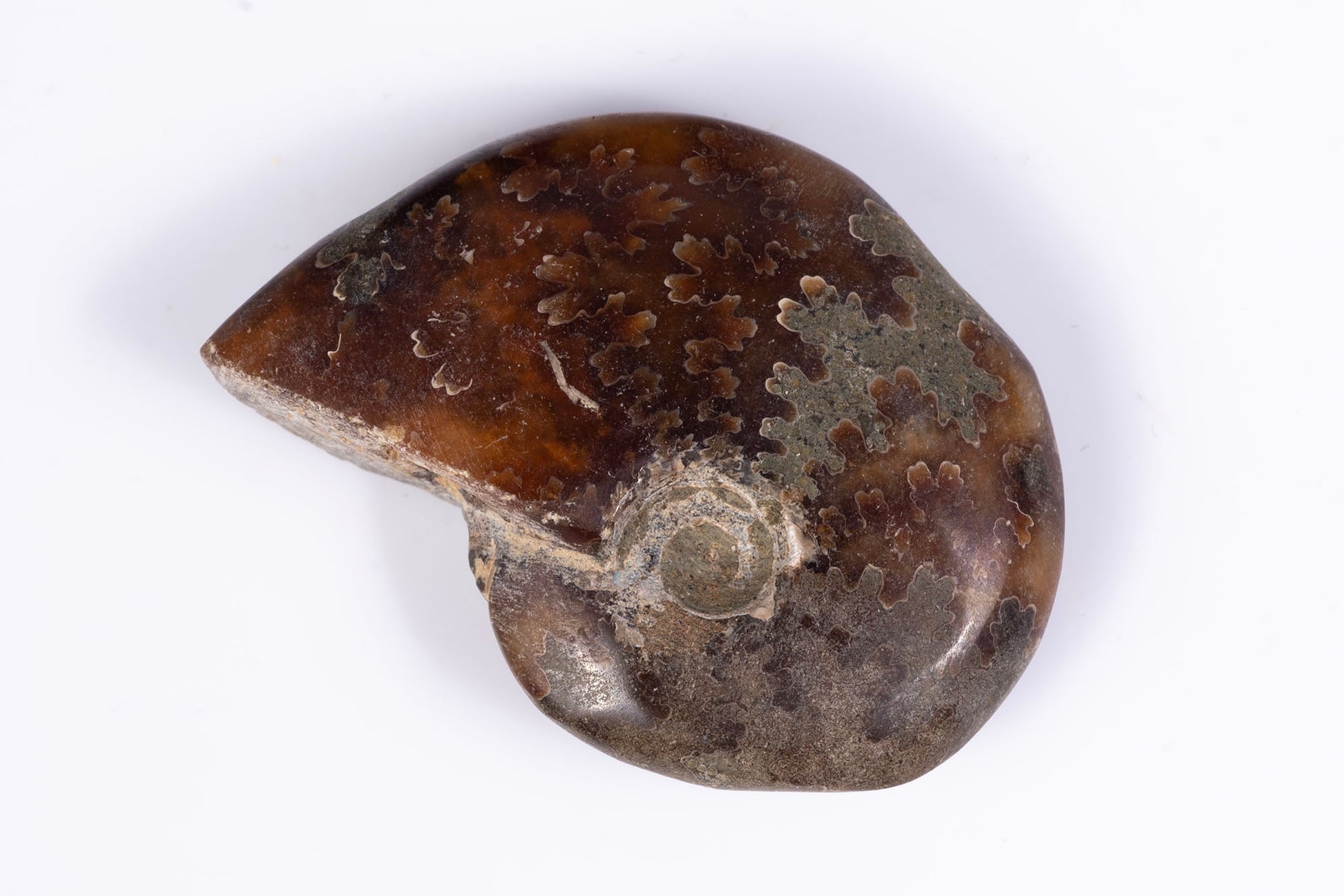 Natural ammonite fossil 12.7g 36mm rare collector specimen