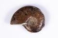 Natural ammonite fossil 12.9g 34mm rare collector specimen